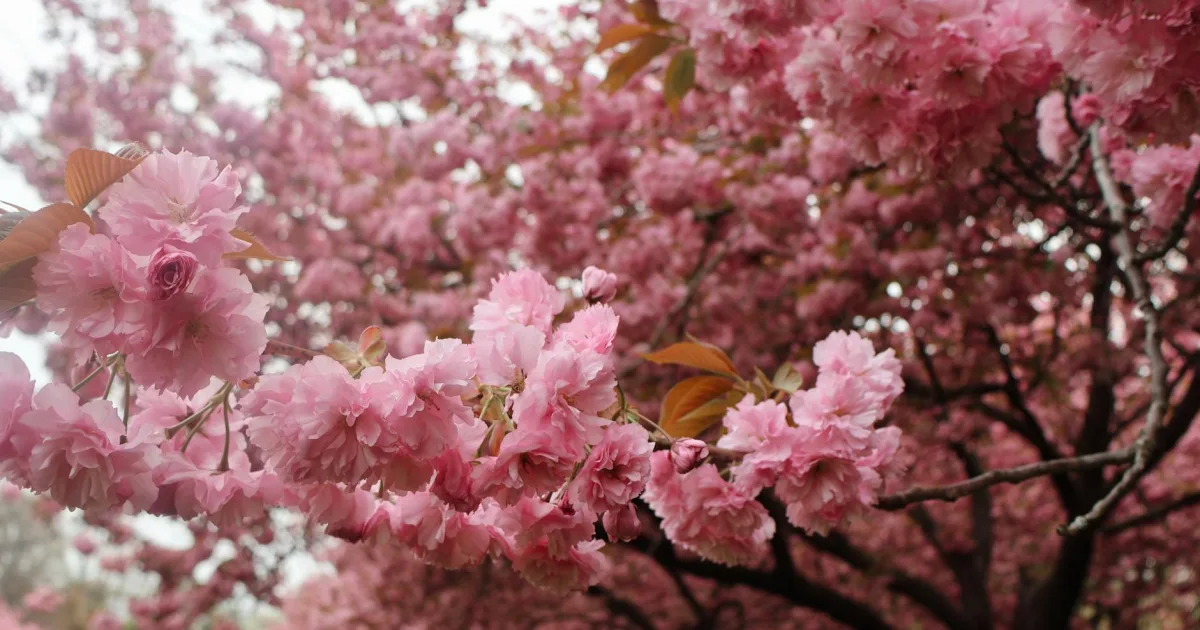 Downtown Blossvale, NY, NY