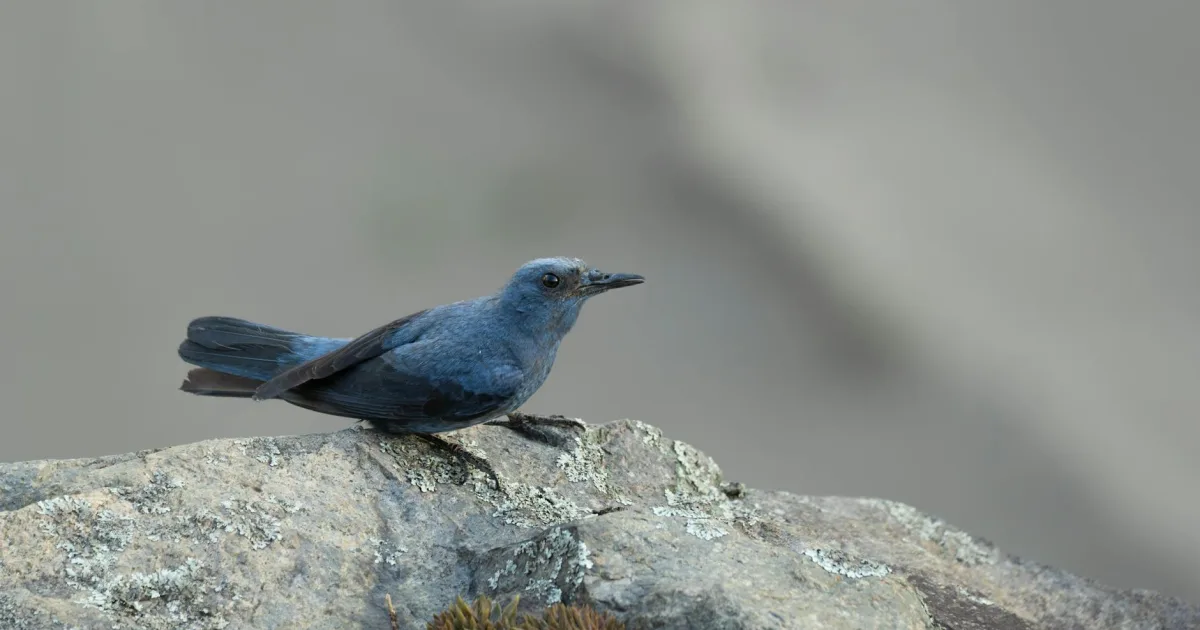 Downtown Blue Rock, WV, WV