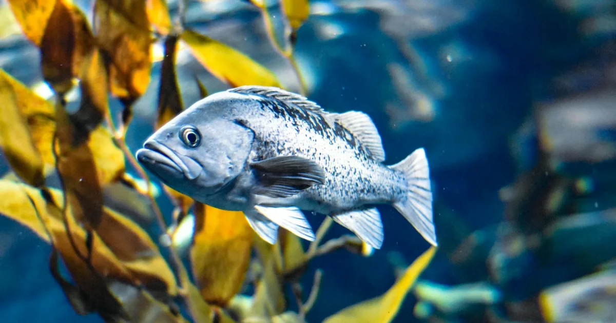 Downtown Bodfish, CA, CA