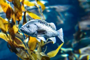 Downtown Bodfish, CA, CA