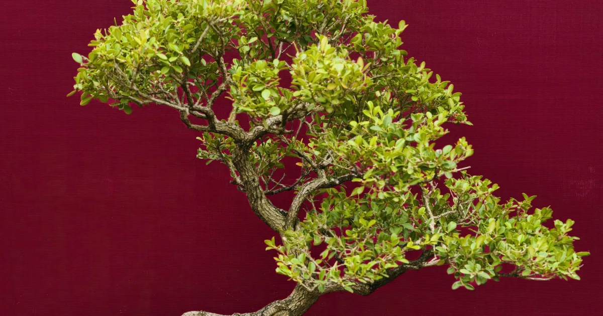 Downtown Bonsall, CA, CA