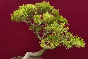 Downtown Bonsall, CA, CA