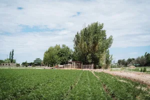 Downtown Bosque Farms, NM, NM