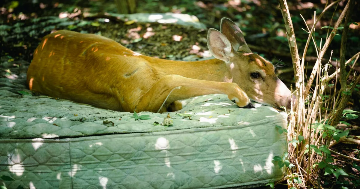 Downtown Bosque, NM, NM