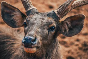 Downtown Brown Deer, WI, WI