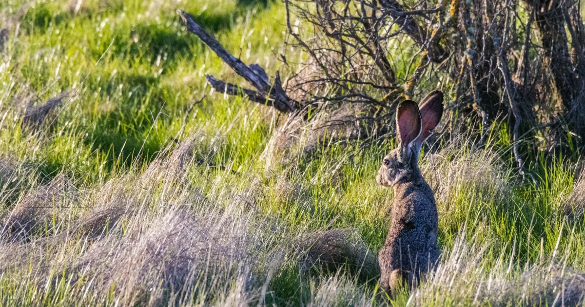 Downtown Brush Prairie, WA, WA