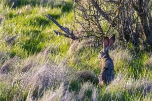 Downtown Brush Prairie, WA, WA