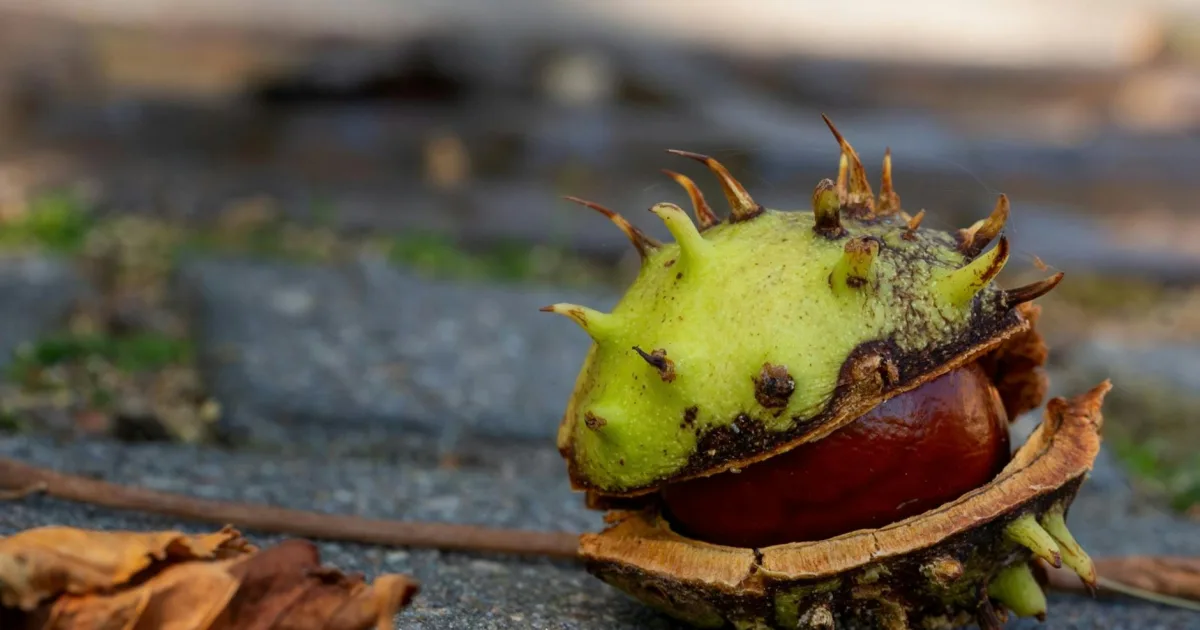 Downtown Buckeye, IL, IL