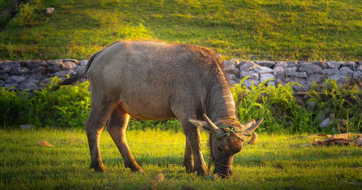 Downtown Buffalo, IA, IA