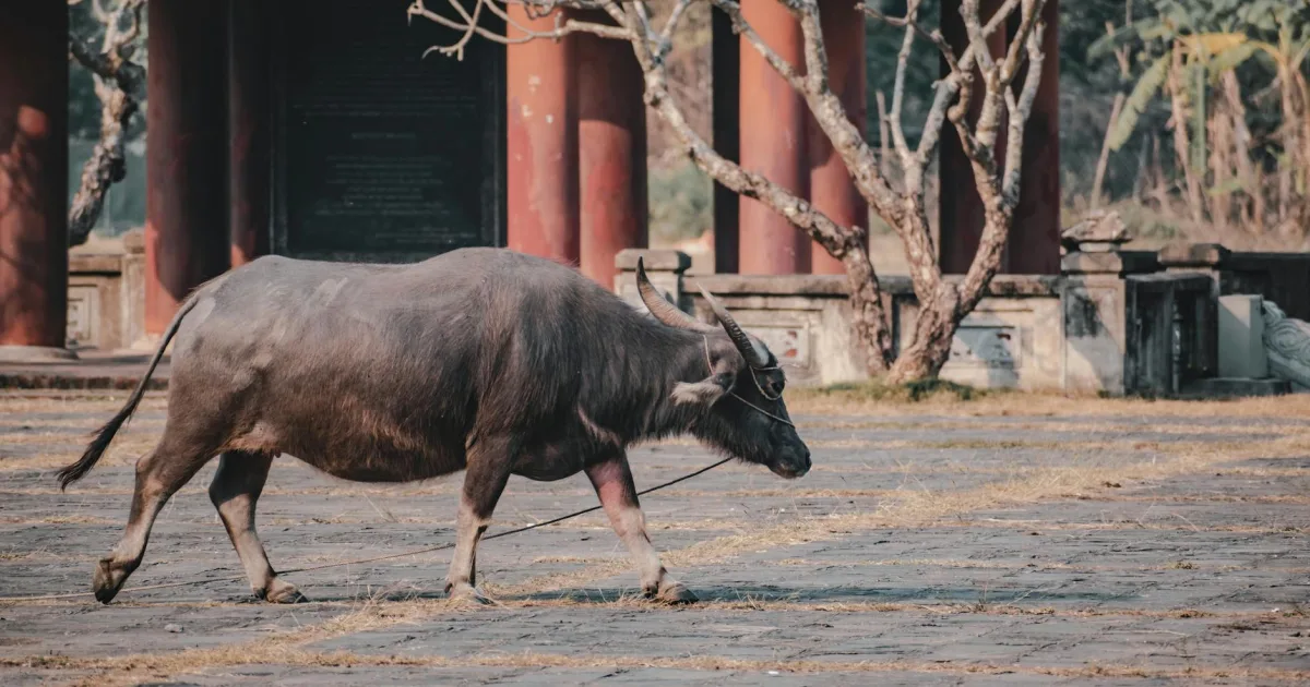 Downtown Buffalo (historical), IA, IA