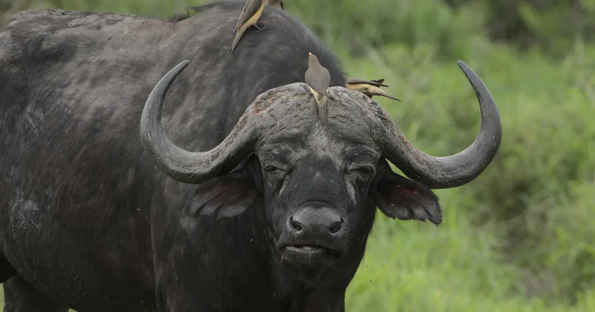 Downtown Buffalo, SC, SC