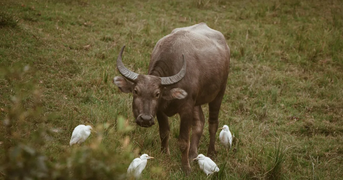 Downtown Buffalo, WV, WV