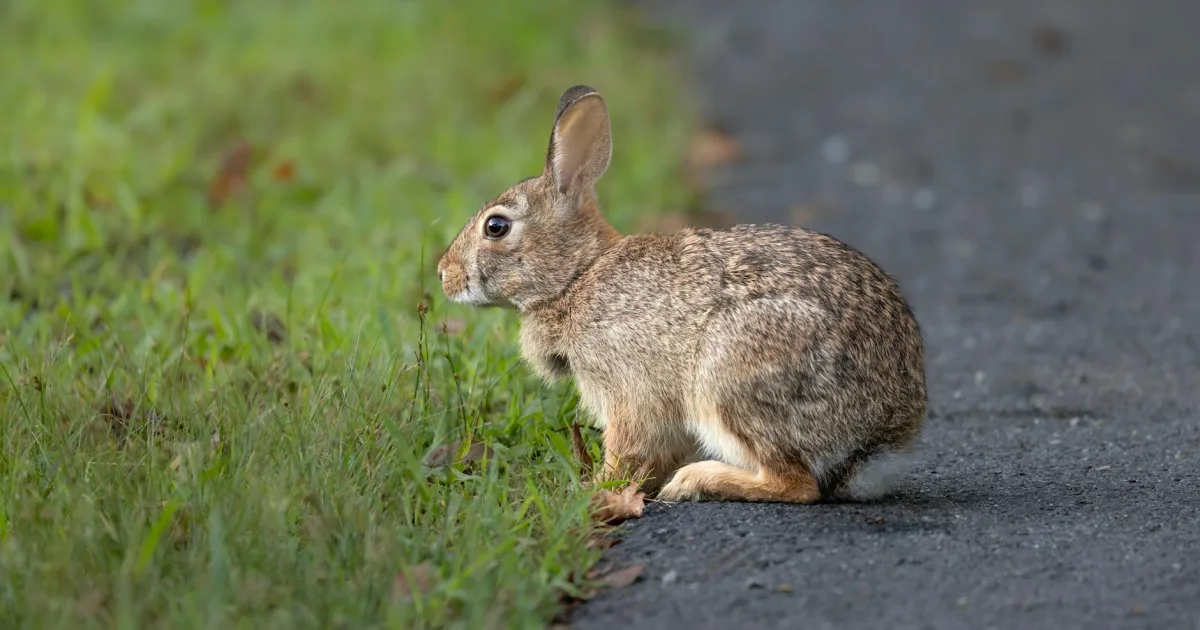 Downtown Bunn, NC, NC