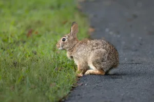 Downtown Bunn, NC, NC