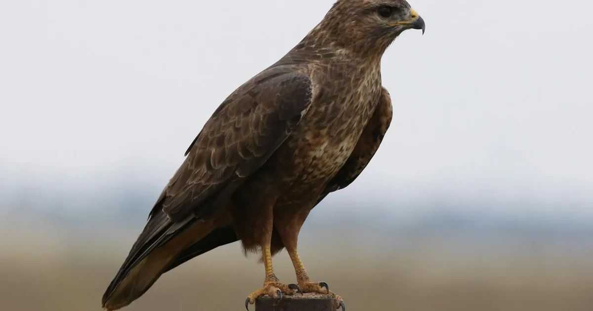 Downtown Buzzards Bay, MA, MA