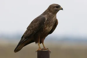 Downtown Buzzards Bay, MA, MA