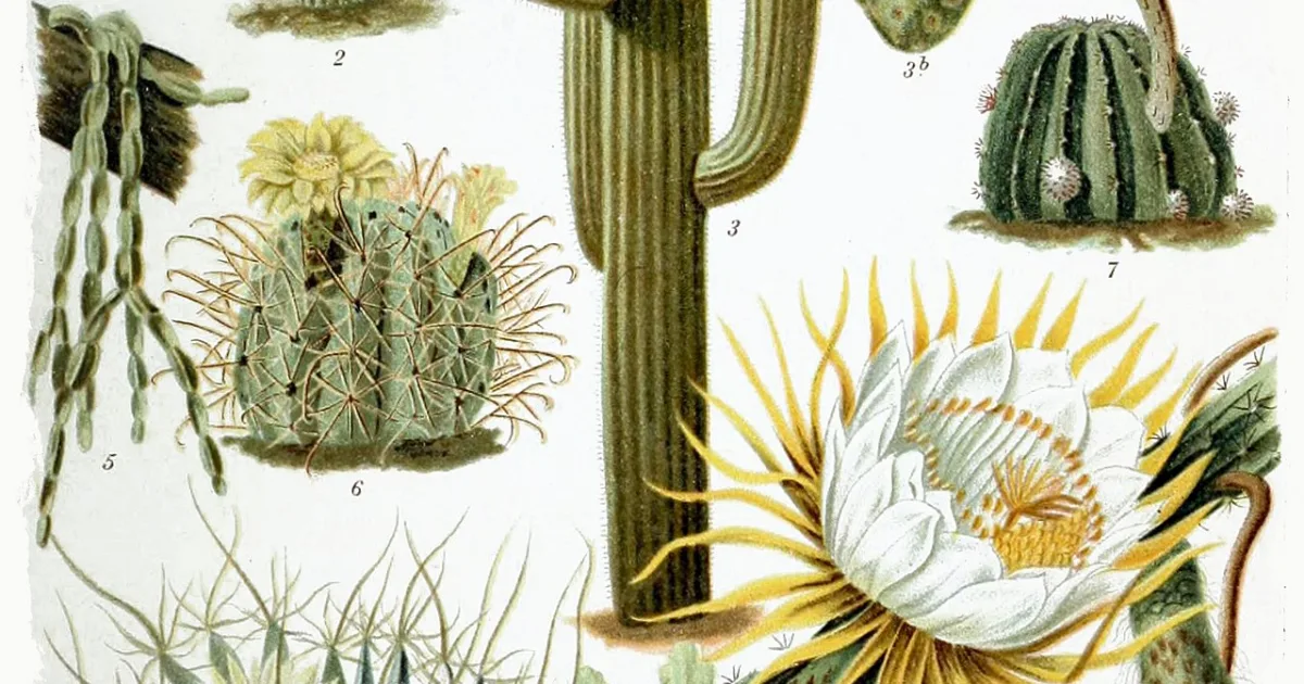 family of mostly succulent plants, adapted to dry environments