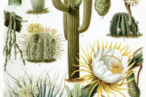 family of mostly succulent plants, adapted to dry environments