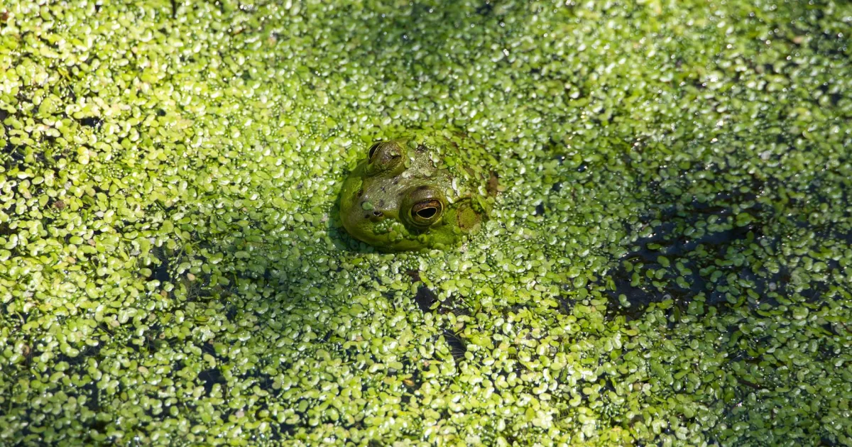 Downtown Camano, WA, WA