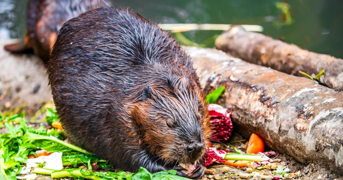 Downtown Castor, MO, MO