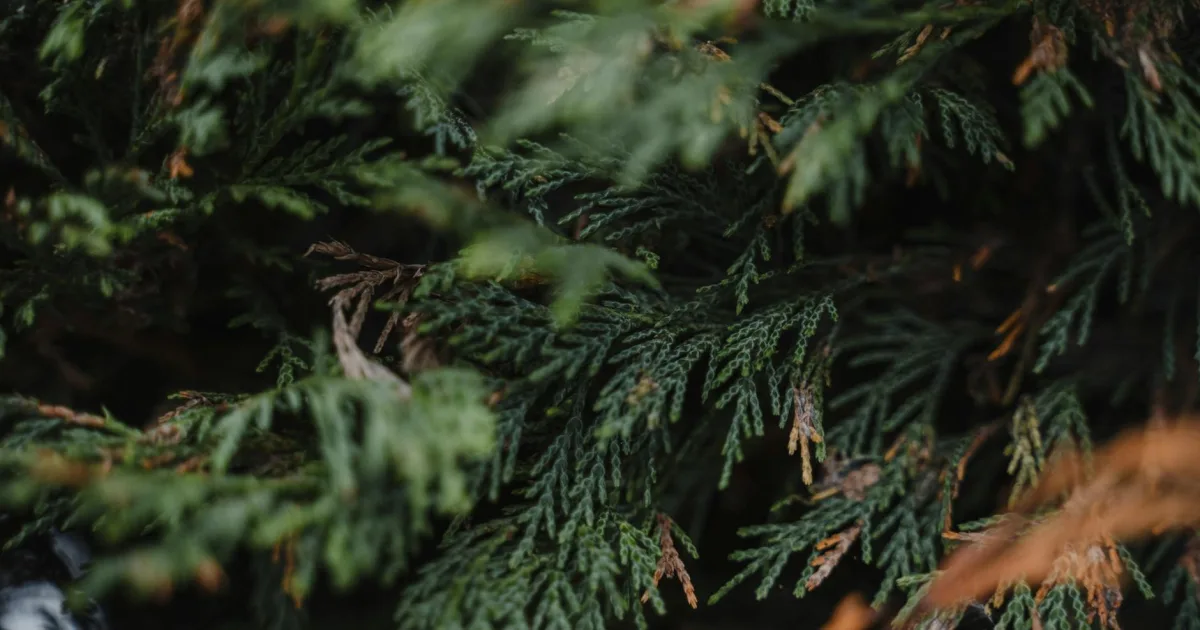 Downtown Cedar Grove, FL, FL