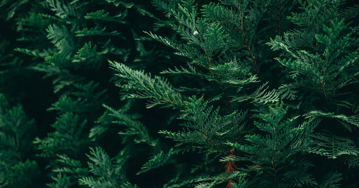 Downtown Cedar Mill, OR, OR