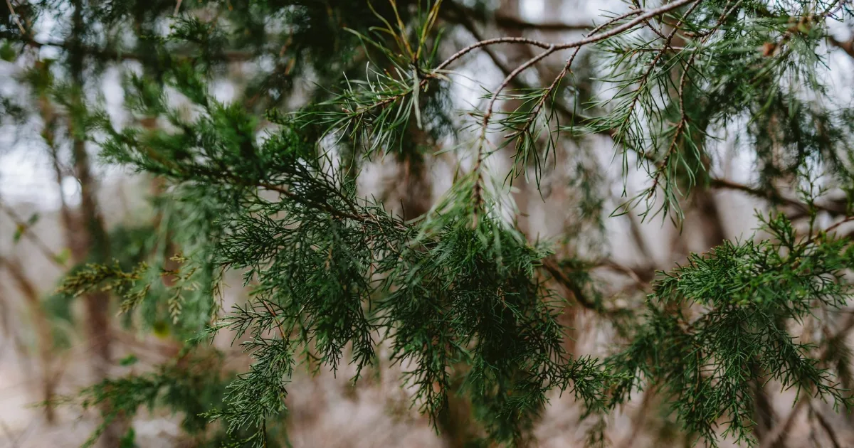 Downtown Cedar Point, NC, NC