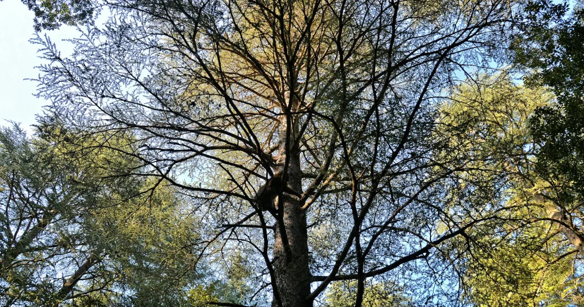 Downtown Cedar Ridge, CA, CA