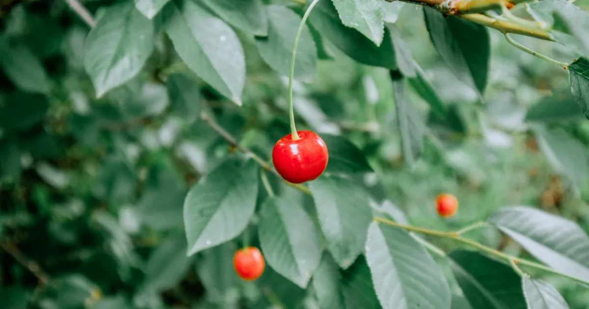 Downtown Cherry Valley, IL, IL