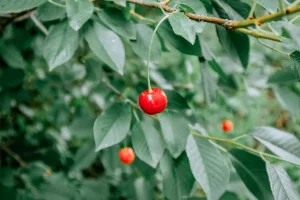 Downtown Cherry Valley, IL, IL