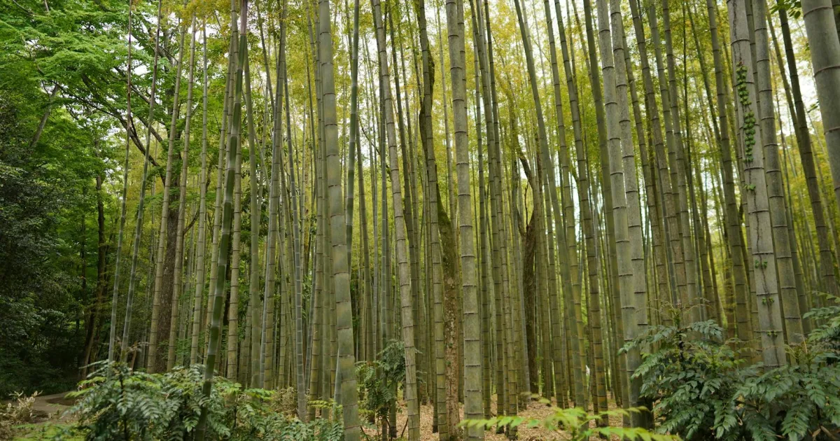 Downtown China Grove, NC, NC