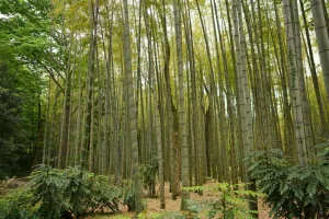 Downtown China Grove, NC, NC