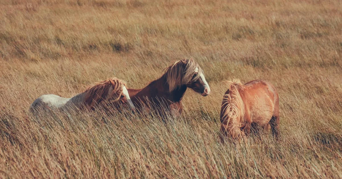 Downtown Chincoteague, VA, VA