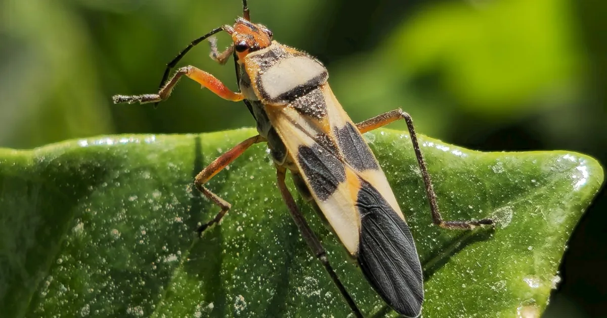 Downtown Cimic, IL, IL