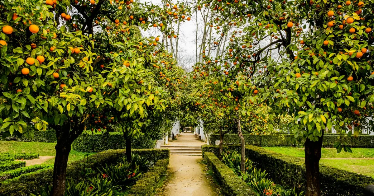 Downtown Citrus Park, AZ, AZ