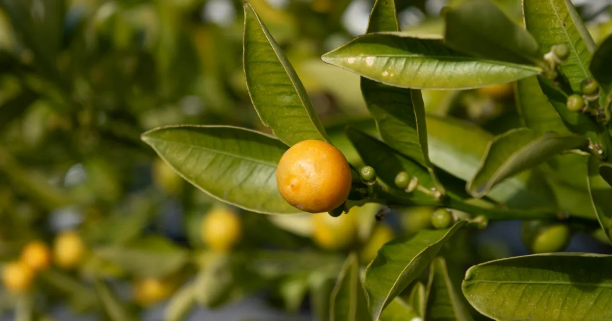 Downtown Citrus Ridge, FL, FL