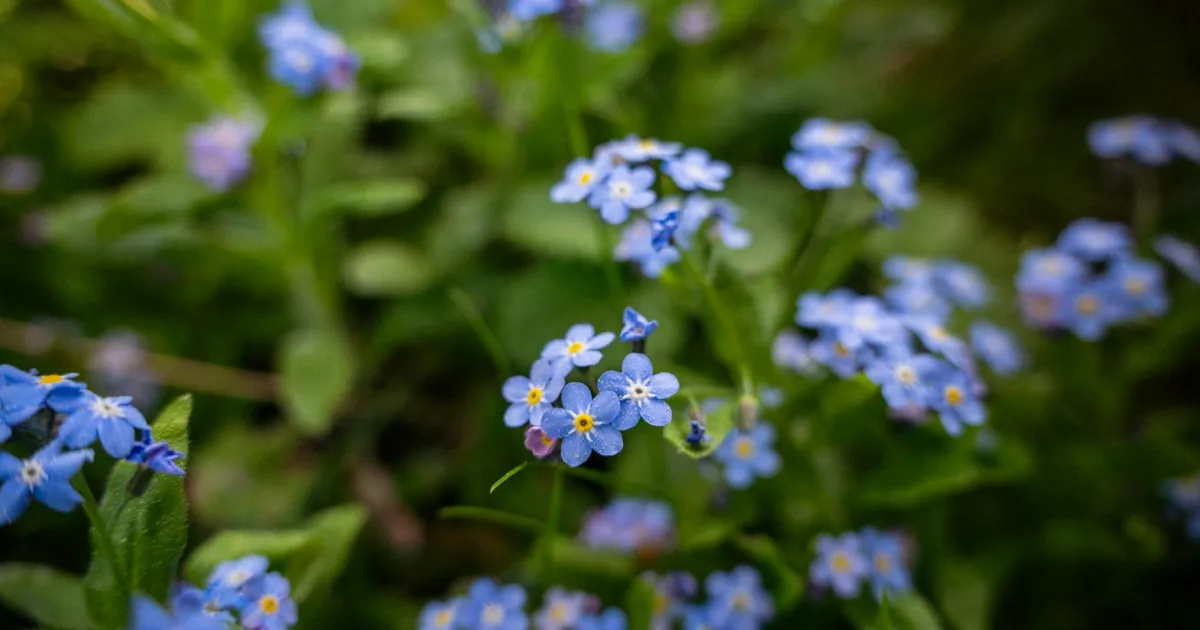 Downtown City of Saco, ME, ME