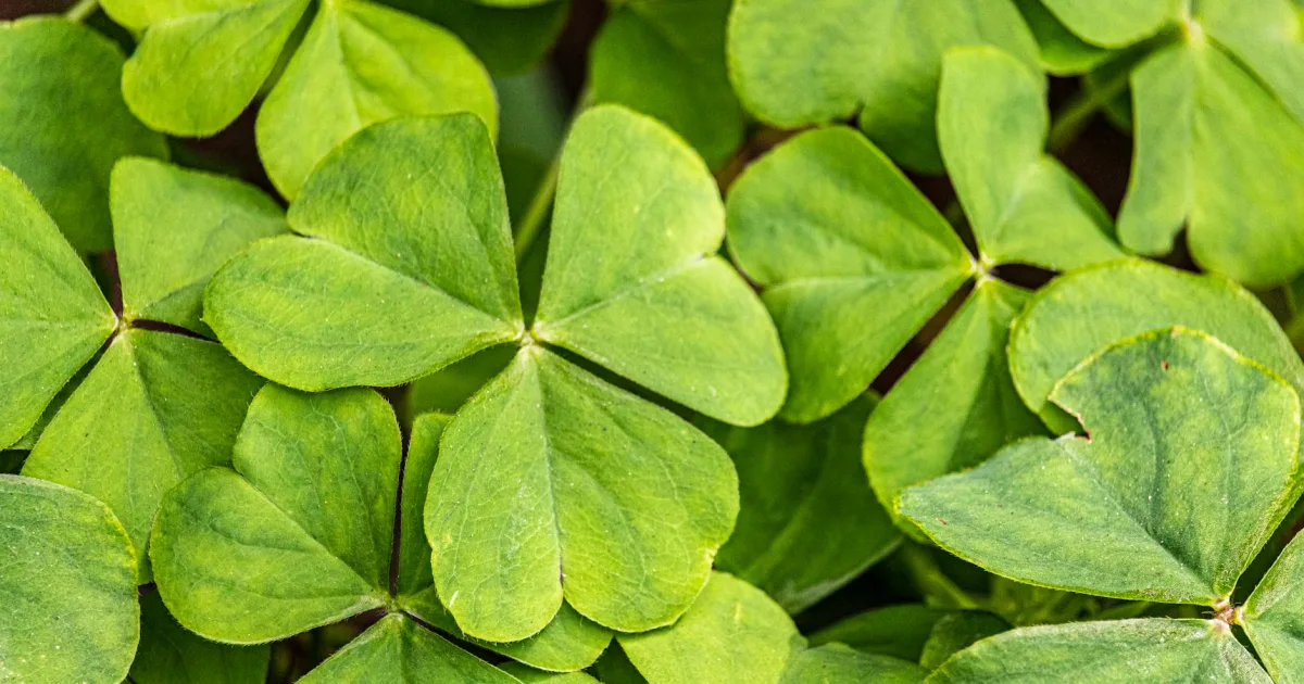 Downtown Clover, PA, PA