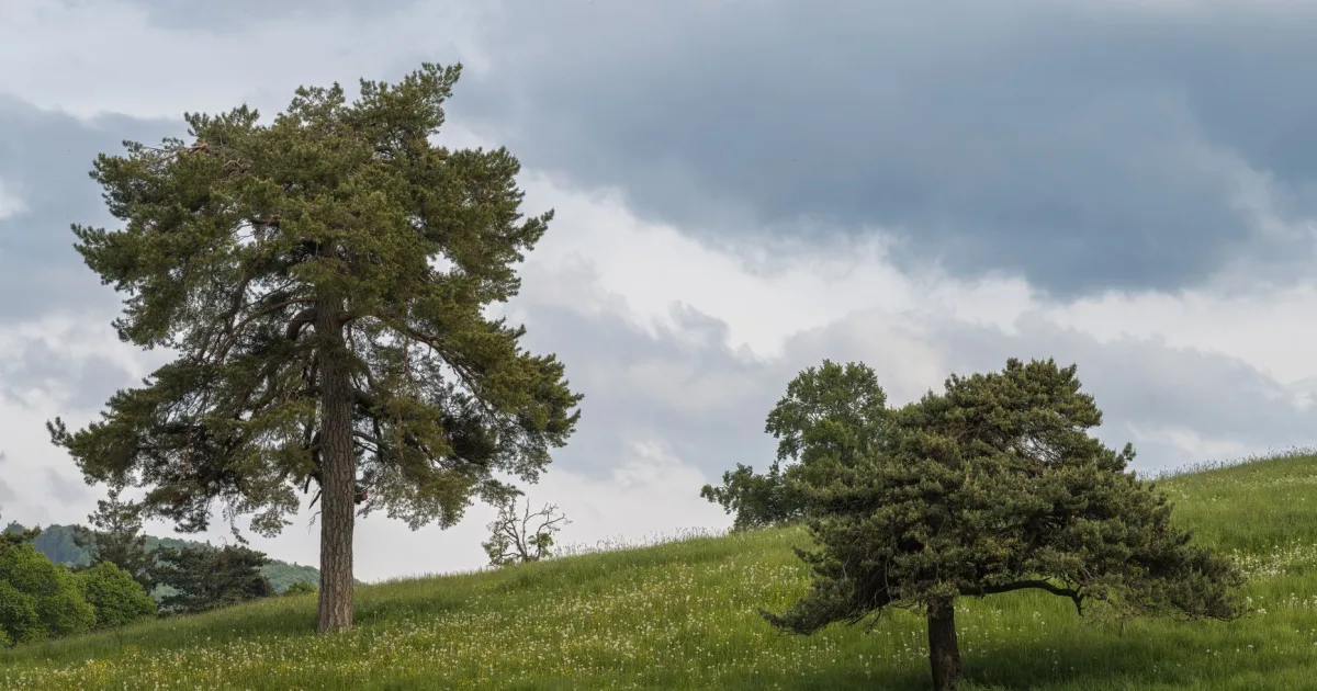 Downtown Colonial Pine Hills, SD, SD
