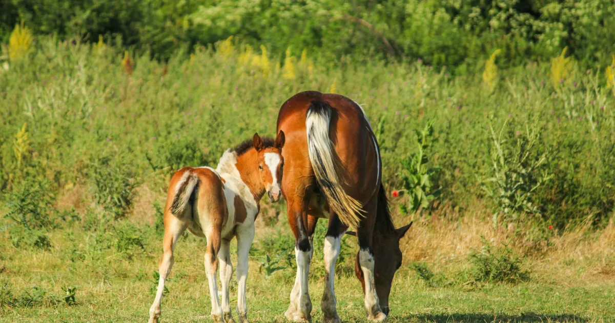 Downtown Colts Neck, NJ, NJ