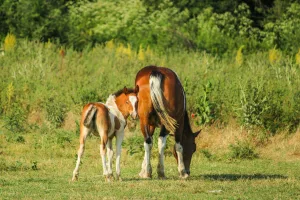 Downtown Colts Neck, NJ, NJ