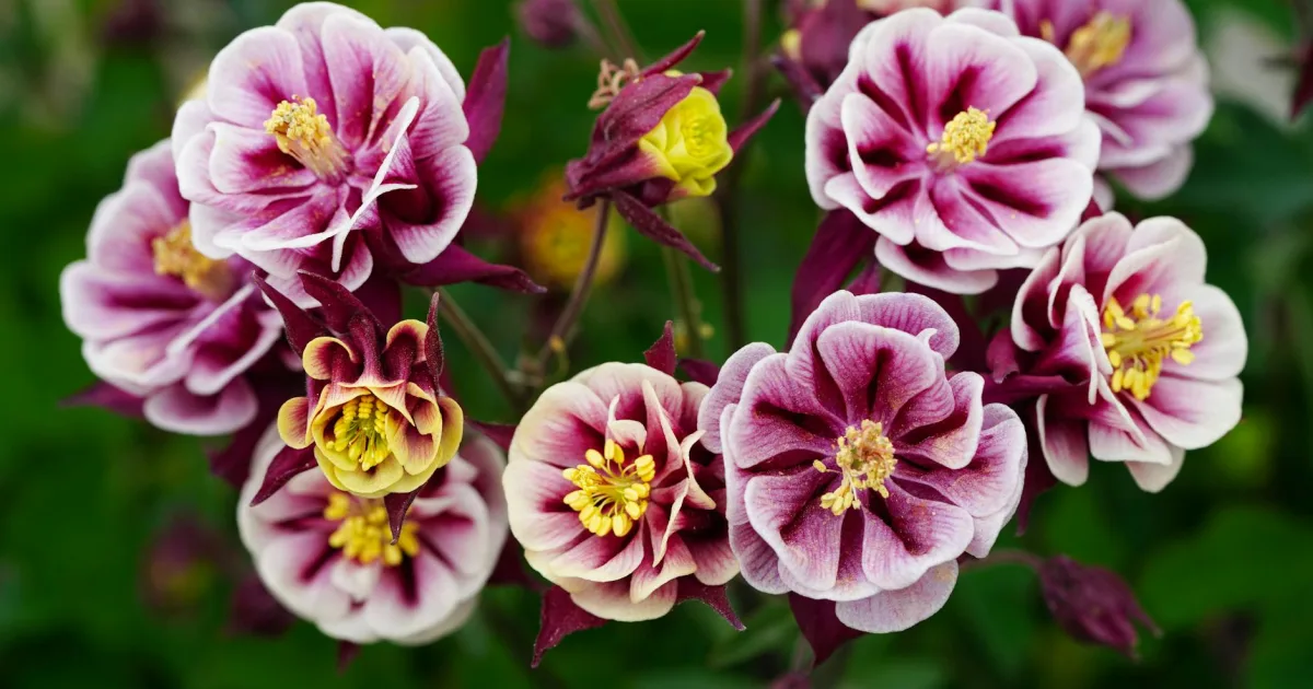 Downtown Columbine, CO, CO