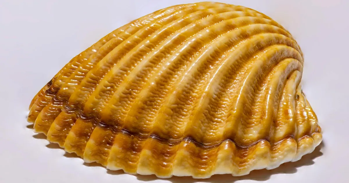 Downtown Coquille, OR, OR