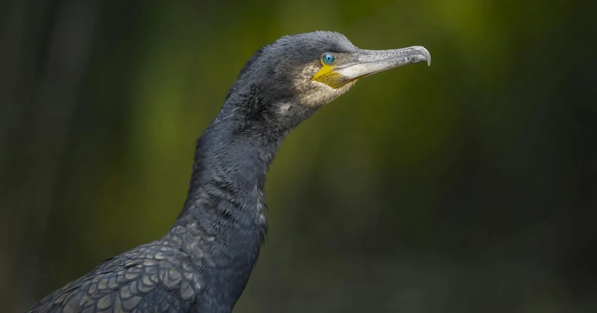 Downtown Cormorant, MN, MN