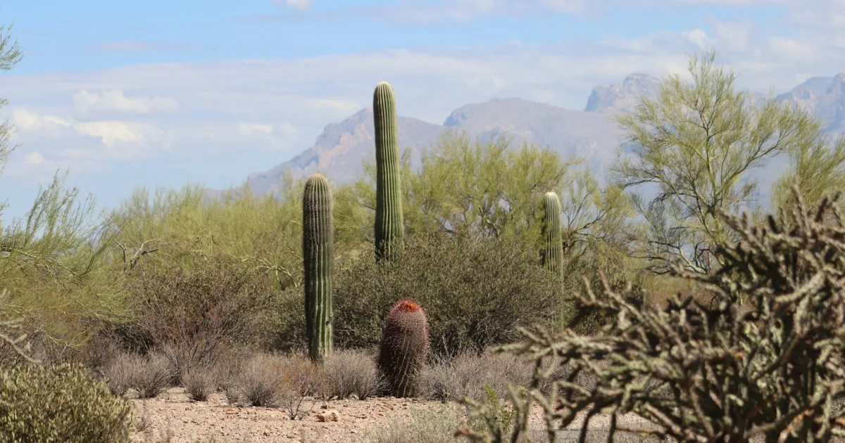 Downtown Corona de Tucson, AZ, AZ