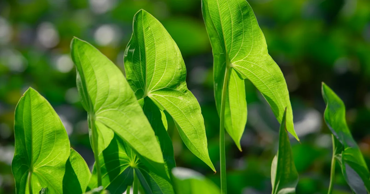 Downtown Corydon, IN, IN