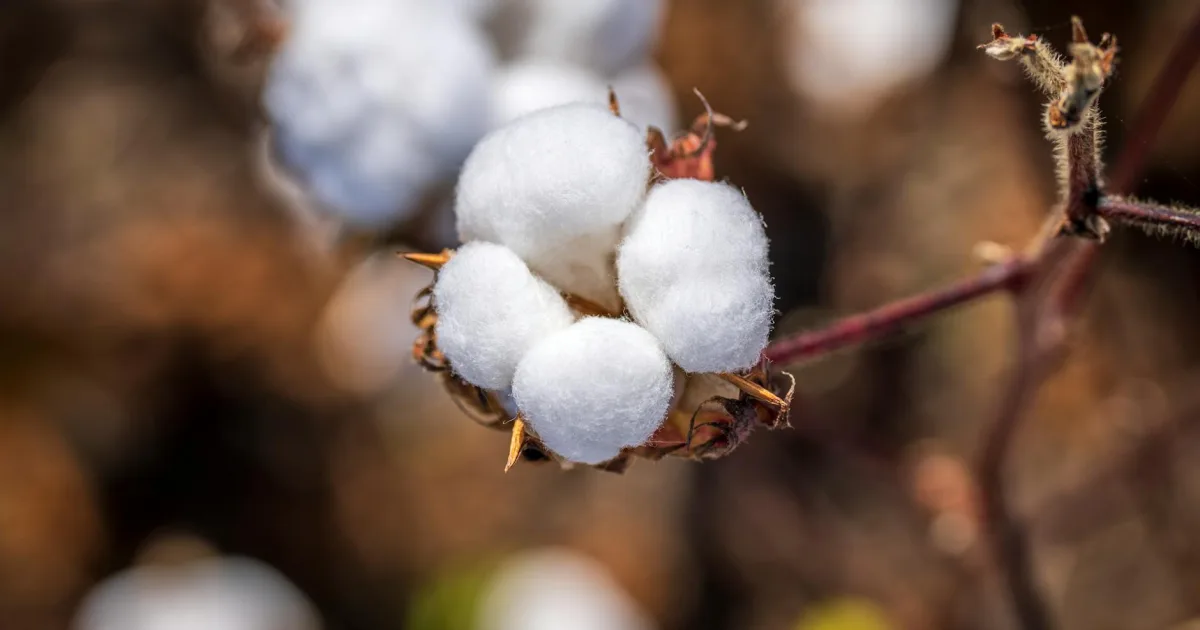 Downtown Cotton Plant, AR, AR