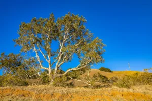 Downtown Cottonwood, CA, CA