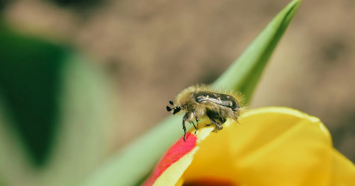 Downtown Cox Spring, AR, AR