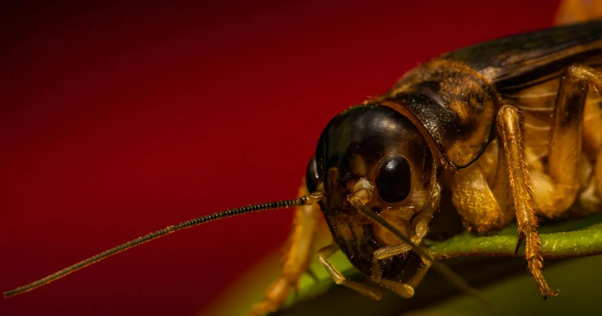 Downtown Cricket, NC, NC